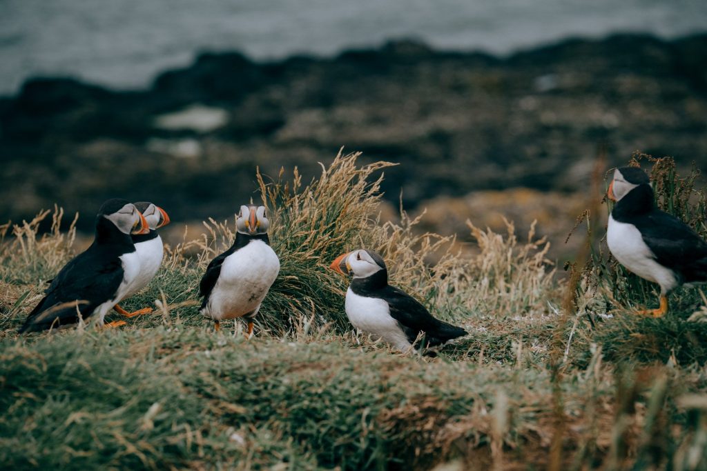 Puffins on Lunga